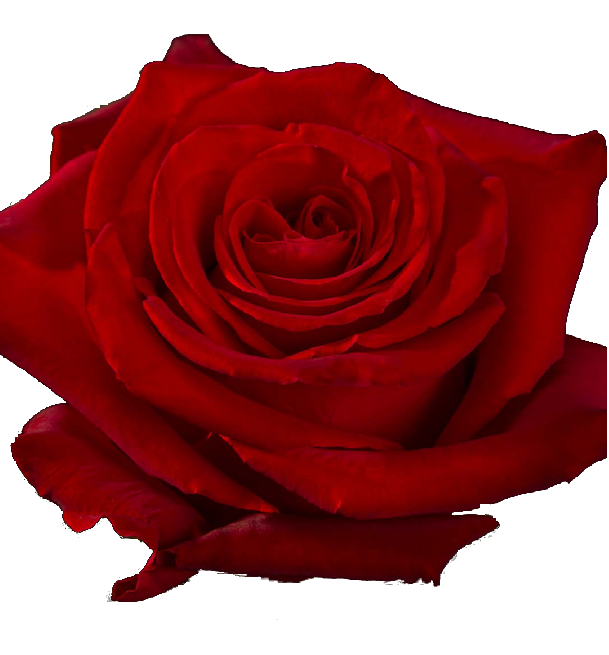 Роза однг фортуна