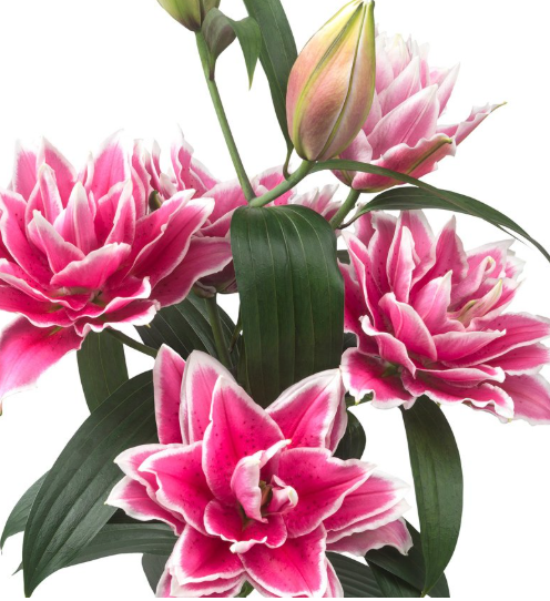 Лилия ор роузлили саманта