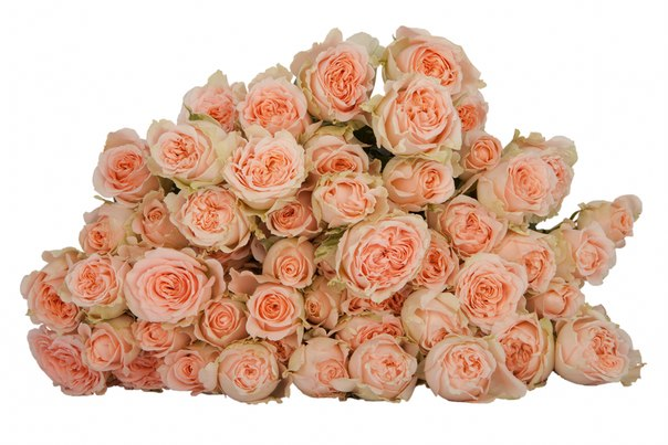 Роза куст фор гуд веддинг