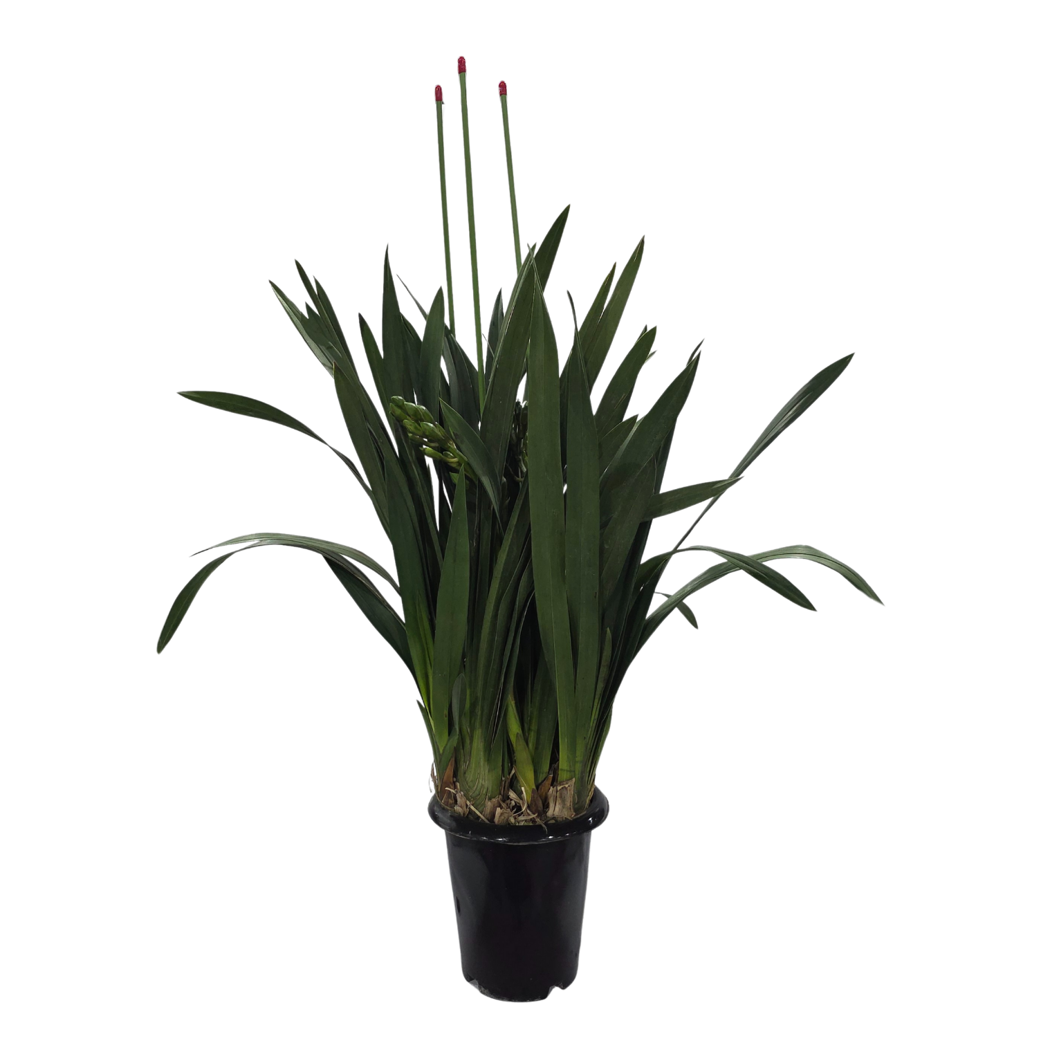 Цимбидиум Розовый 3 ст