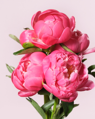 Купить цветы оптом в Астане от прямого поставщика «Proflowers»