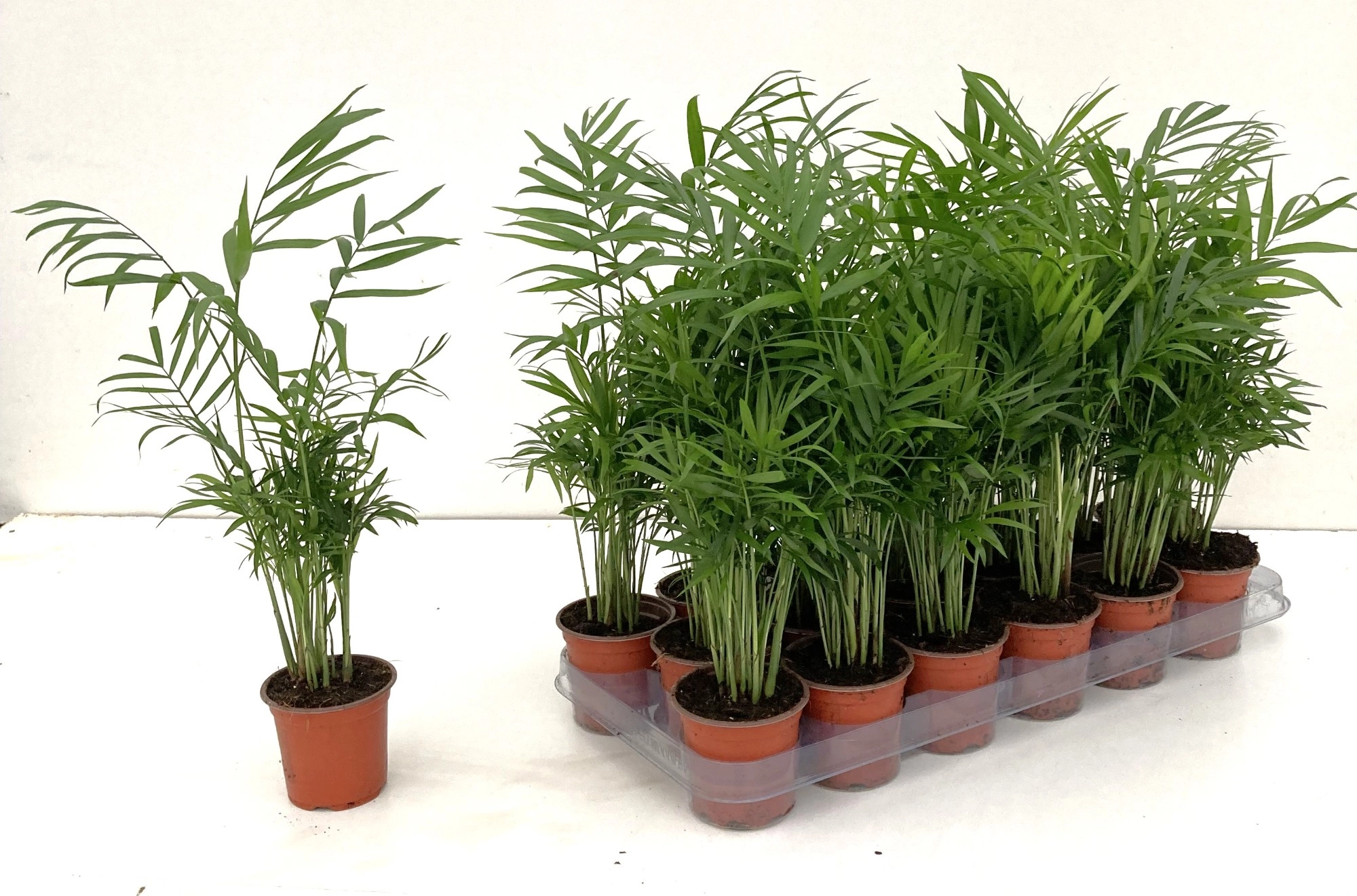 Хамедорея Элеганс