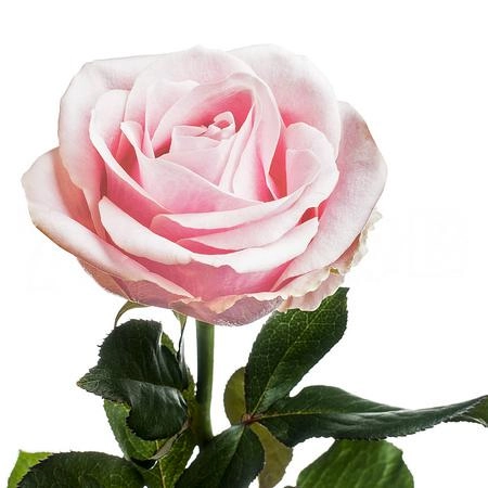 Роза однг аваланч пинк