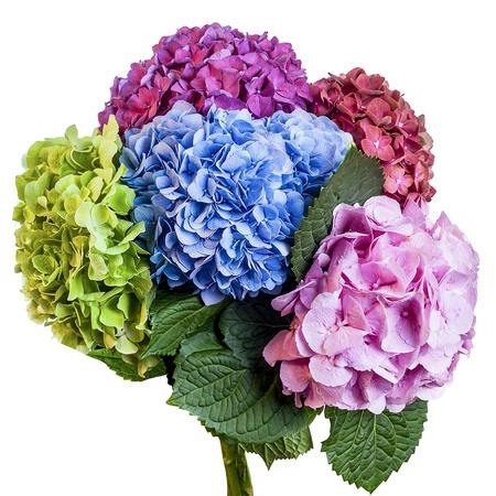 Гидрангия микс