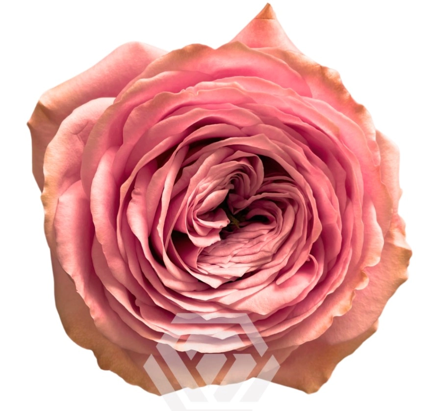 Роза однг пеонкисс