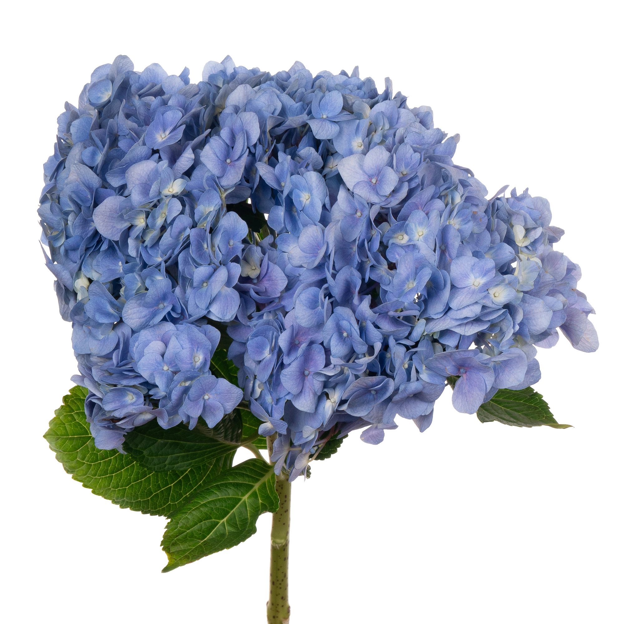 Гидрангия пурпурно-синяя