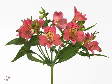 Альстромерия нора