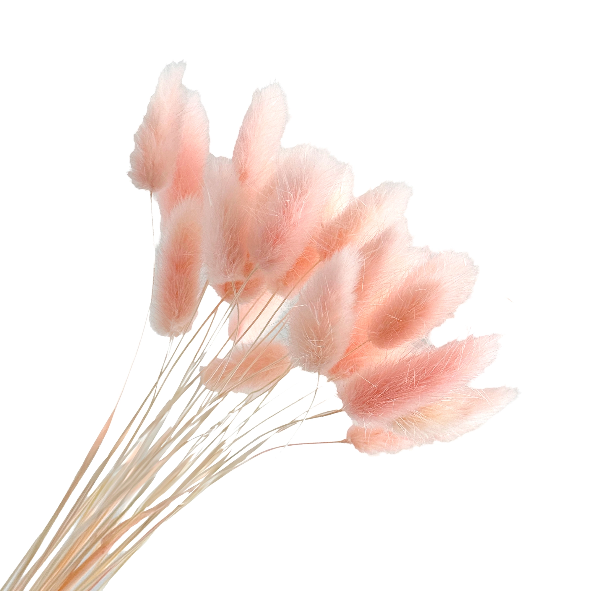 Сухоцветы "Лагурус", H50-60 см, набор (30 шт) Розовый