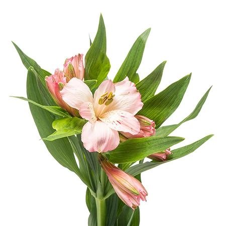 Альстромерия селект примадонна