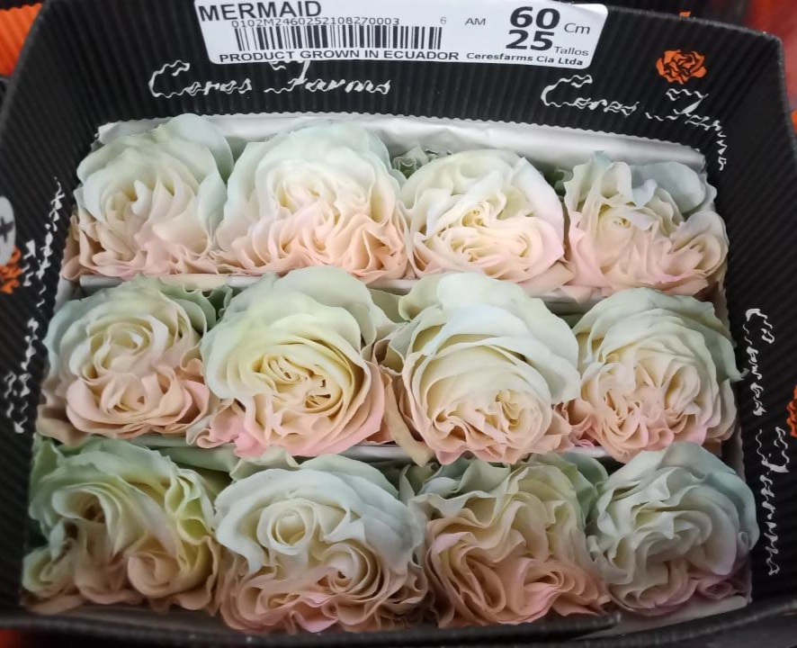 Роза однг тинтед мармэйд