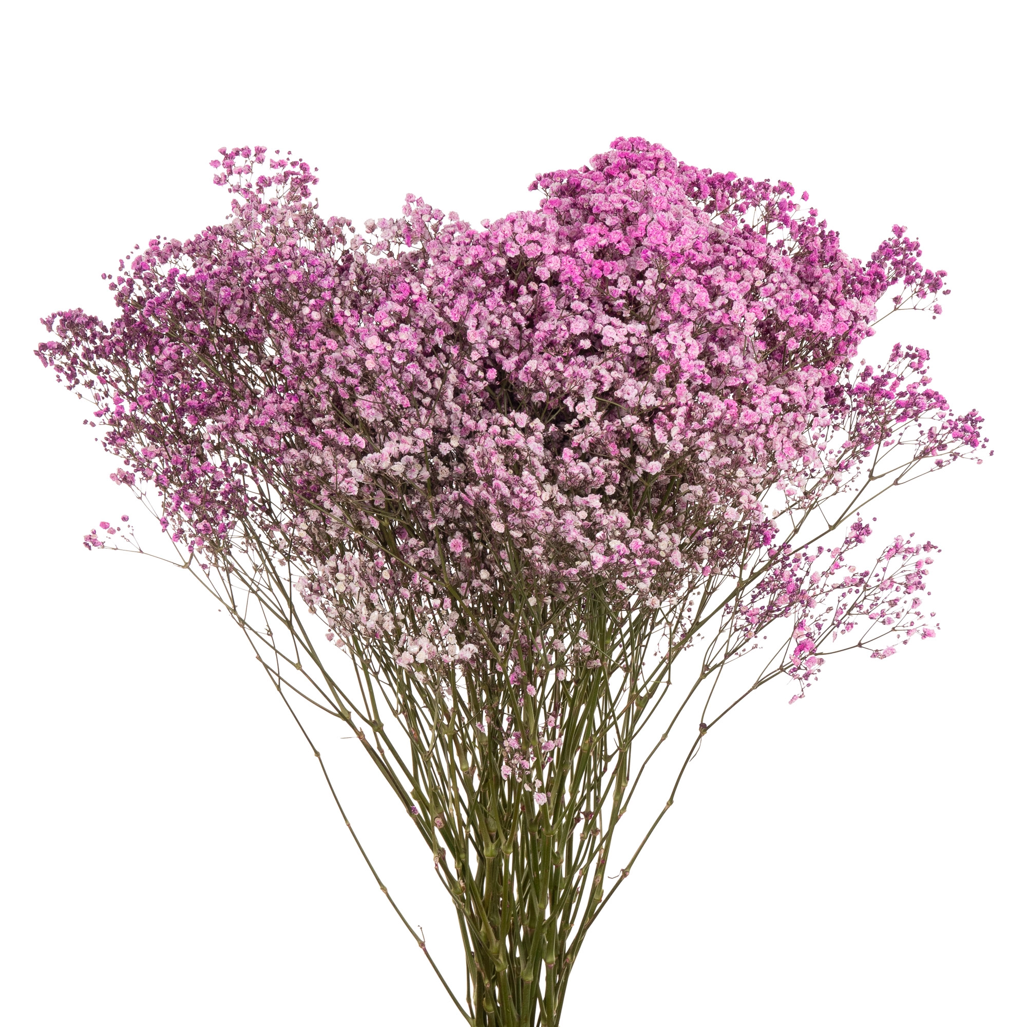 Гипсофила краш. экселенс розовая