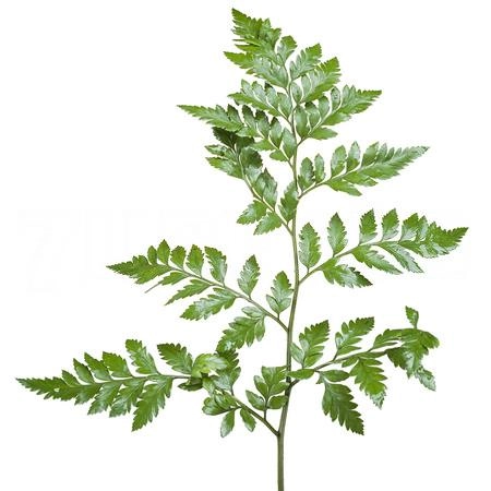 Листья Ледерварен экстра вакуум