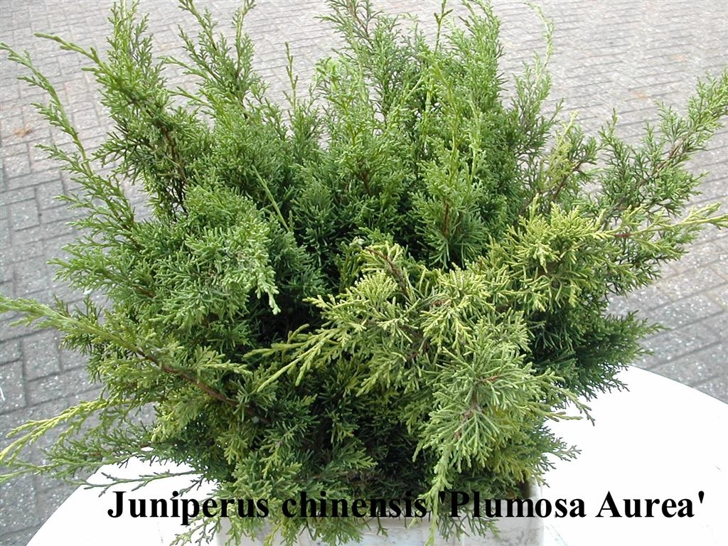 Ветки Можжевельник