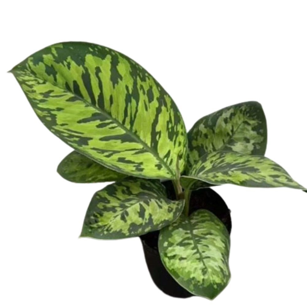 Хомаломена Камуфляж