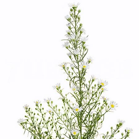 Астер монте кассино