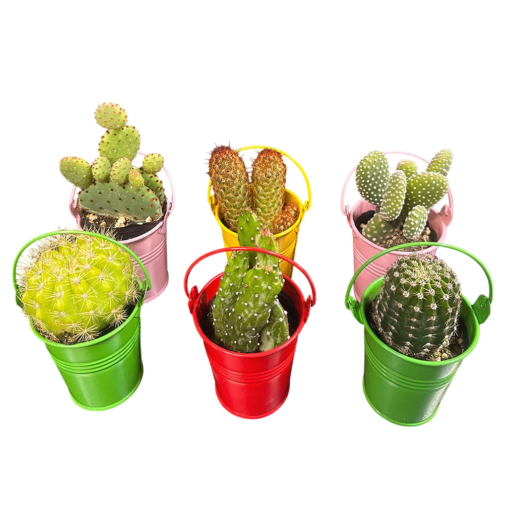 Кактус Микс в цинке