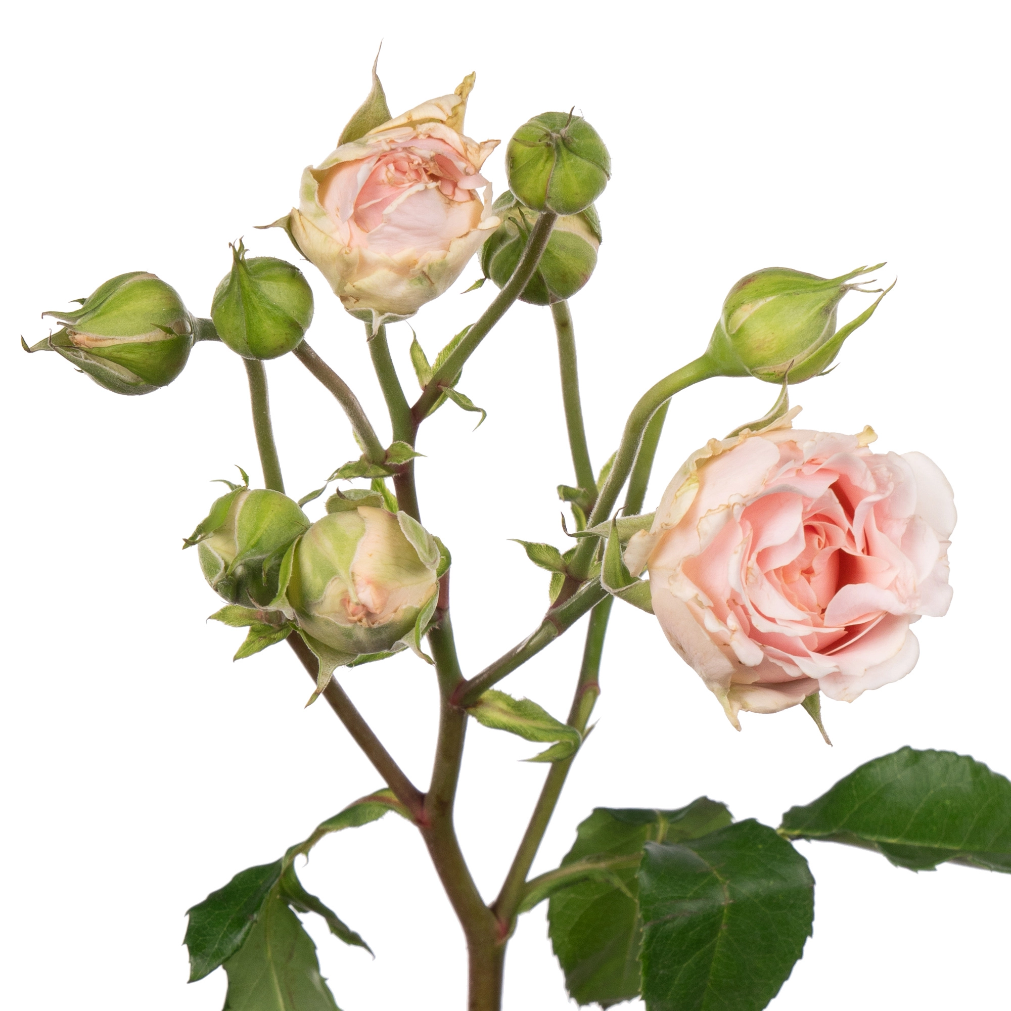 Роза куст веддинг розевер