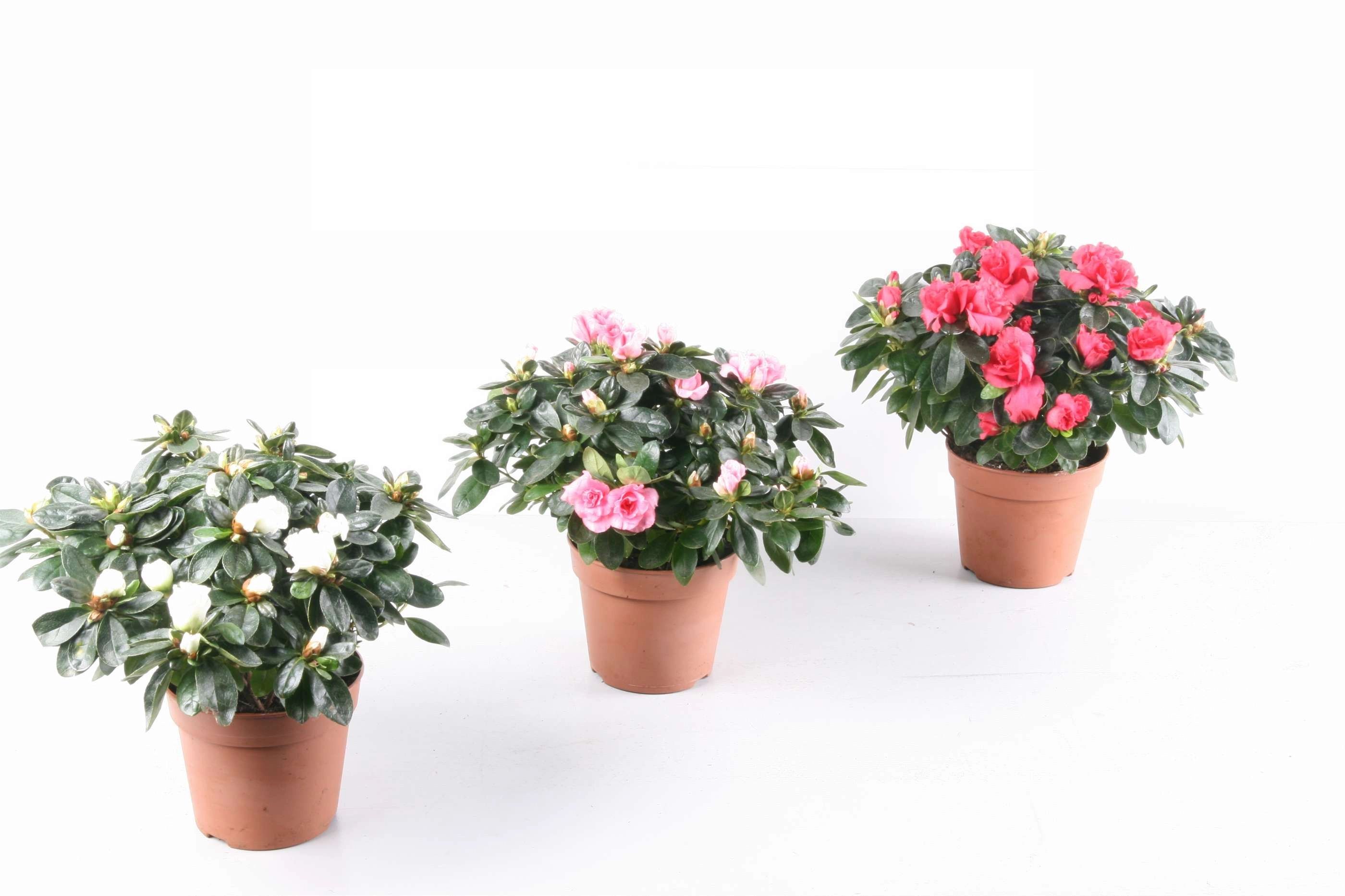 Азалия индика Микс