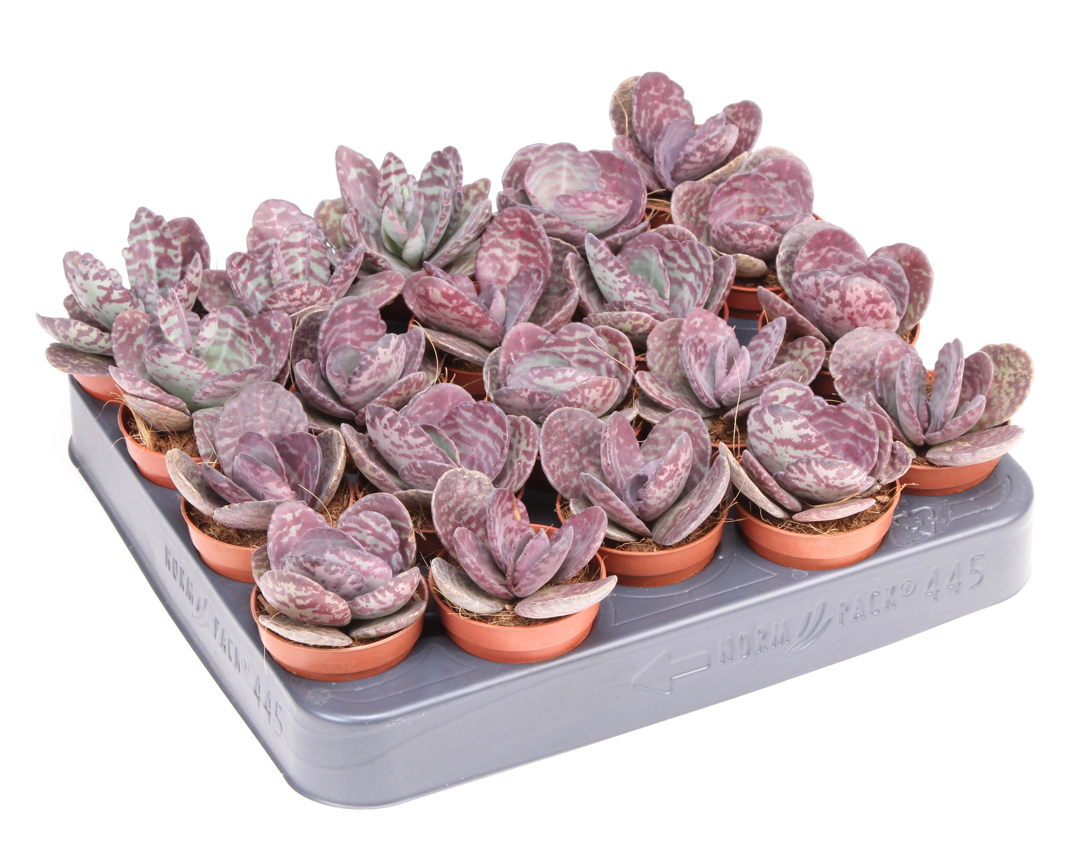 Каланхое хумилис Зебра