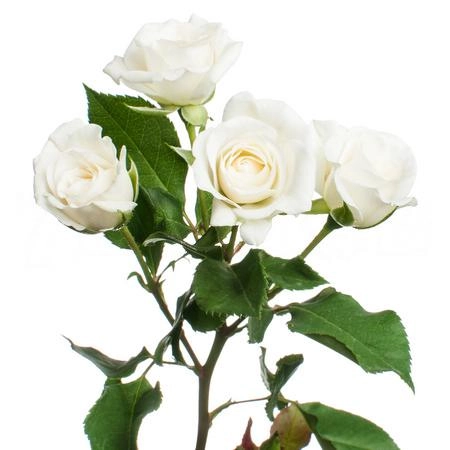 Роза куст жанин