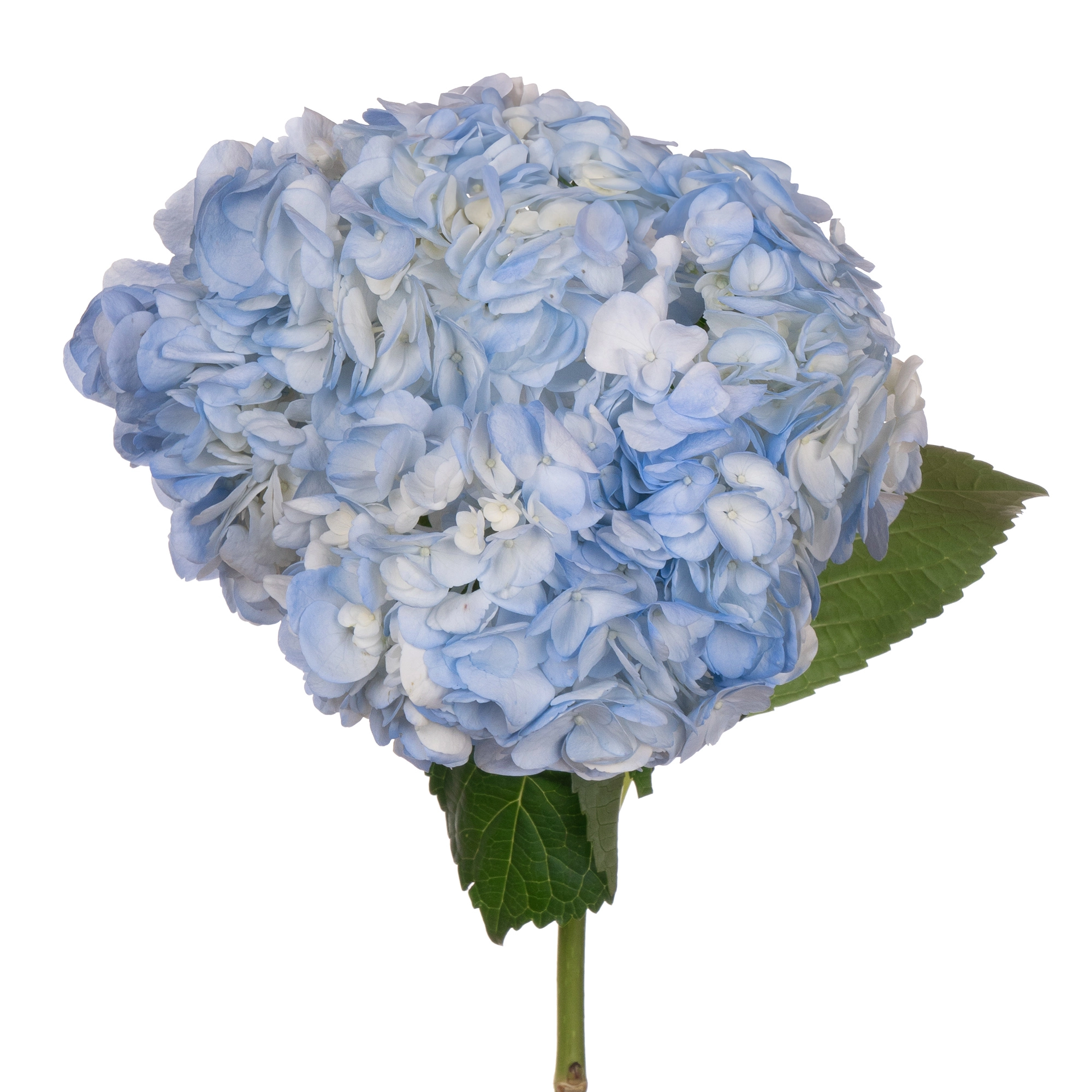 Гидрангия джамбо синяя