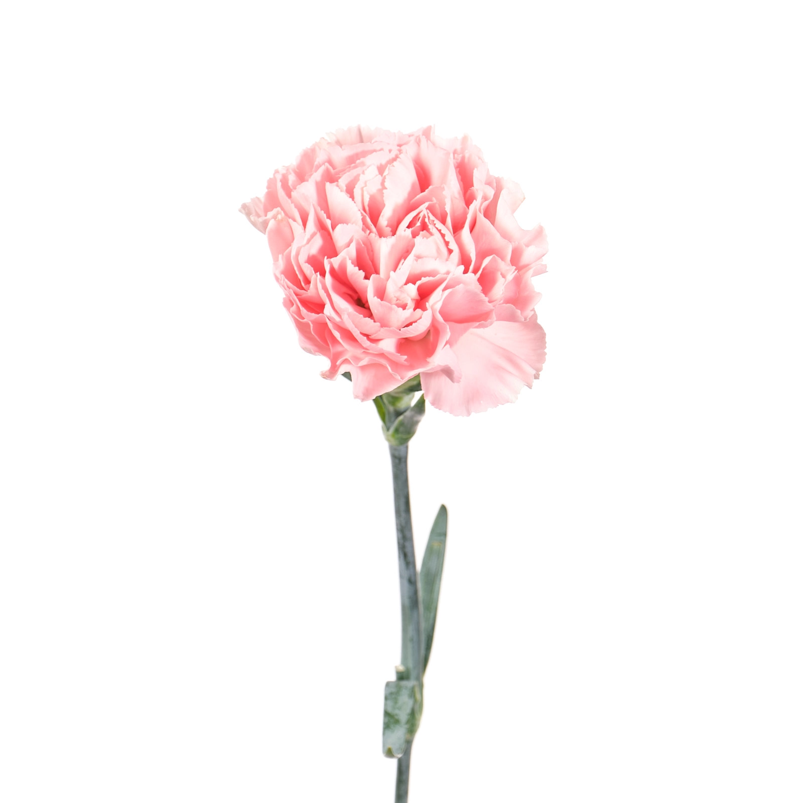 Гвоздика икебана