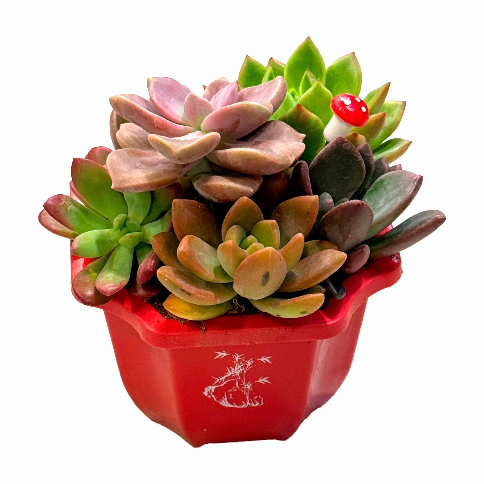 Суккулент (композиция) в керамике