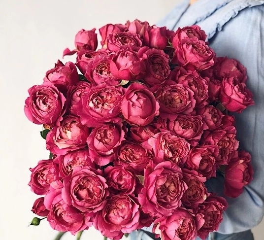 Роза куст джульета малиновая