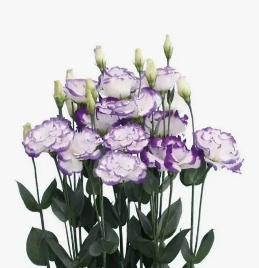 Лизиантус ду бело-пурпурный