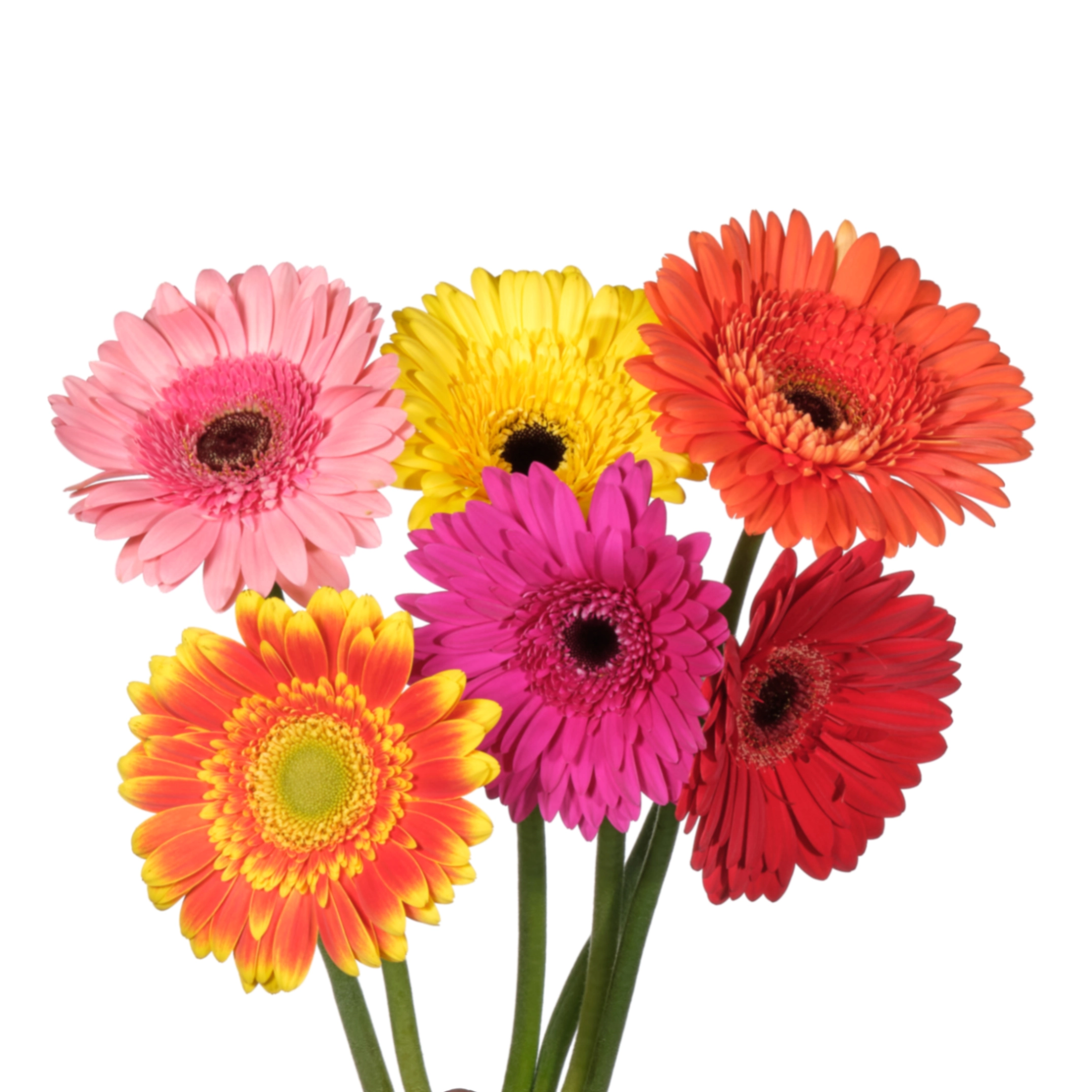 Гербера микс аквабокс х96