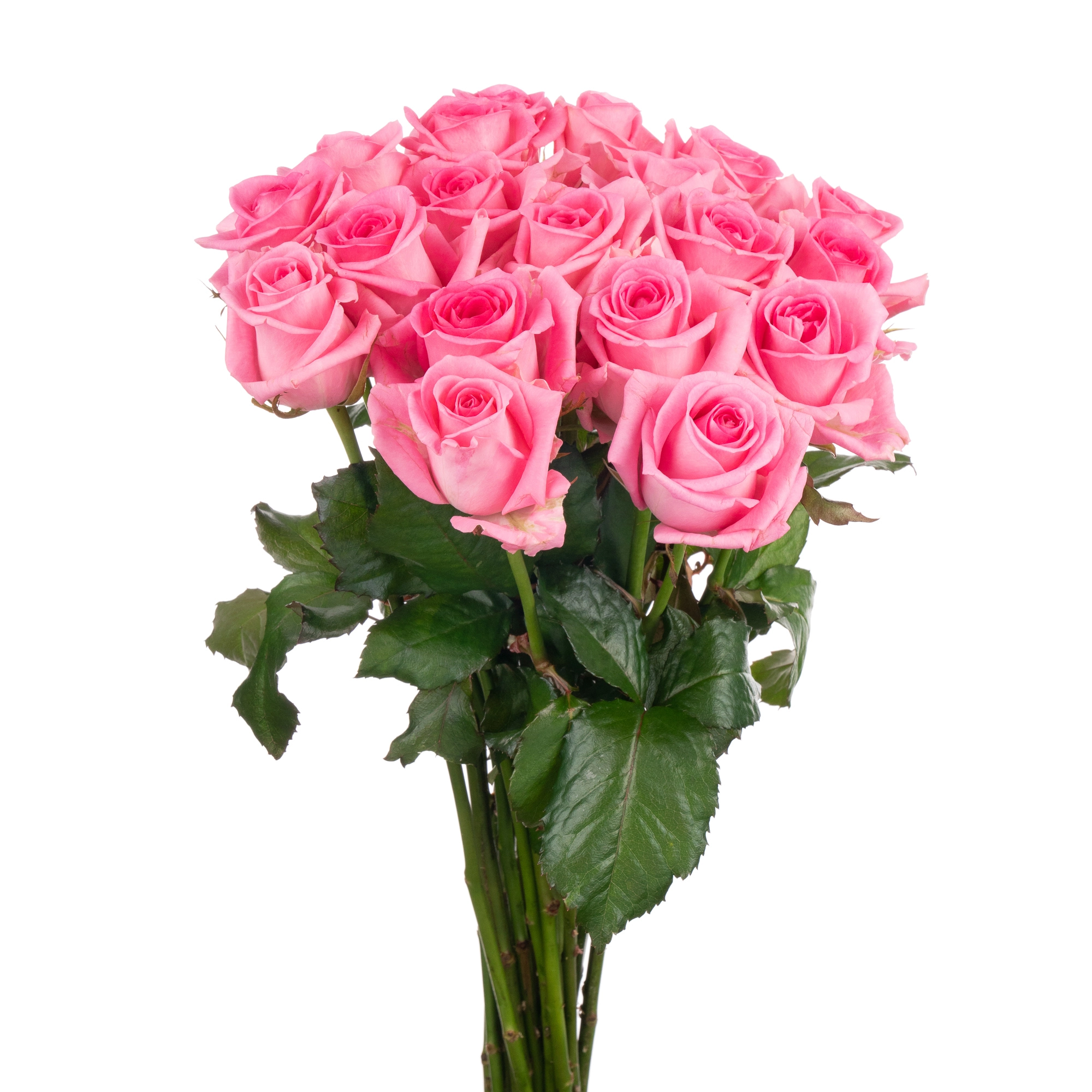 Роза однг аква