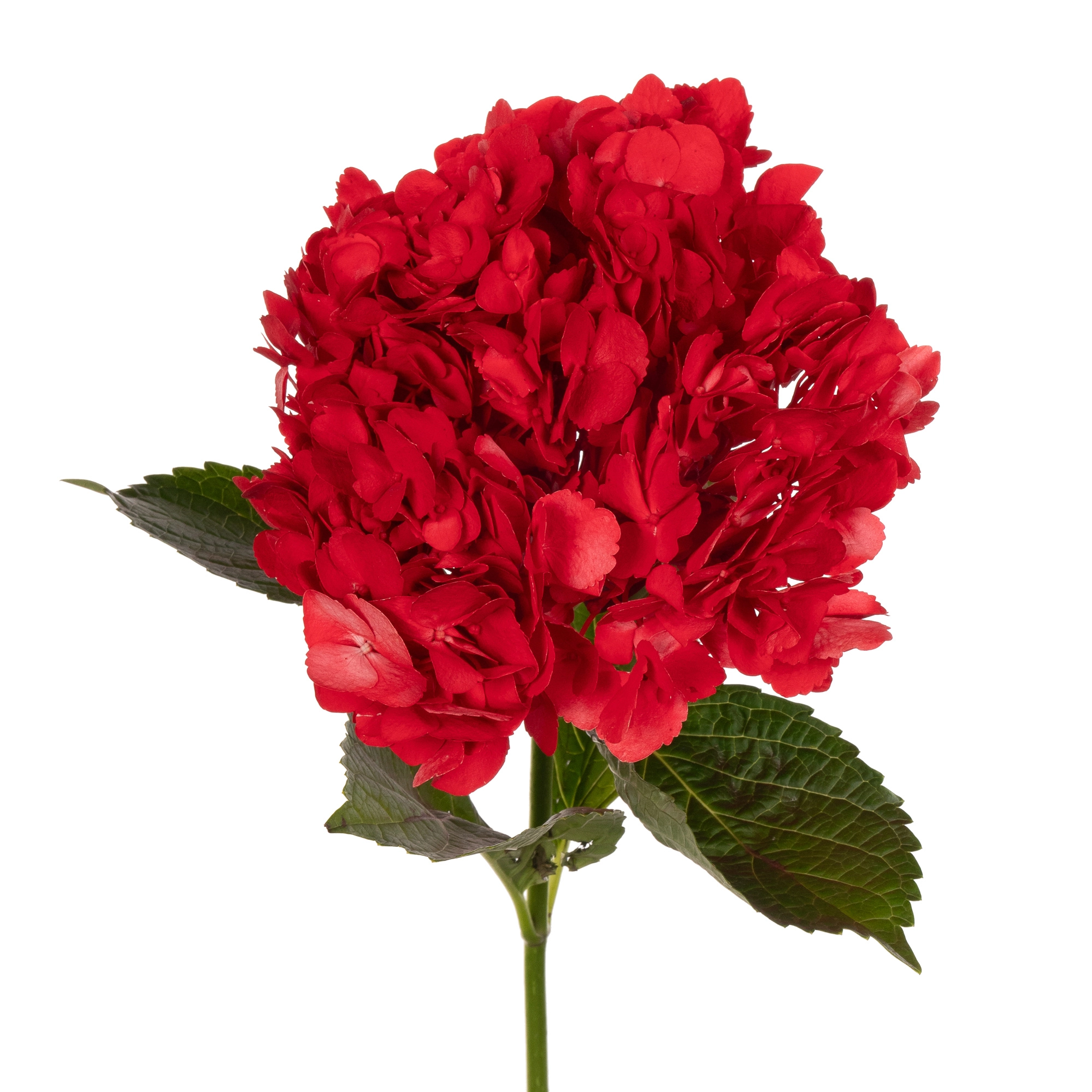 Гидрангия премиум тинтед ред