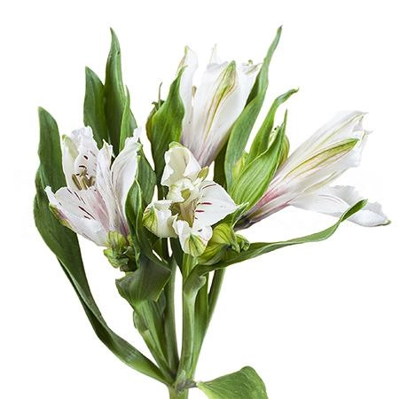 Альстромерия сноутайм