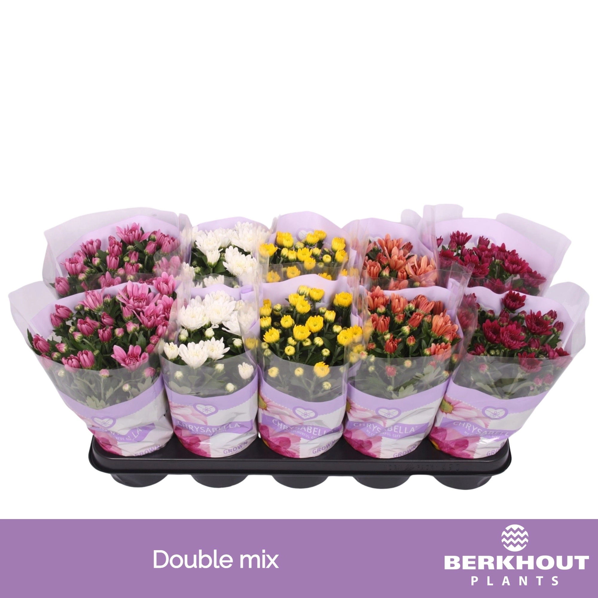 Хризантема махровая Микс