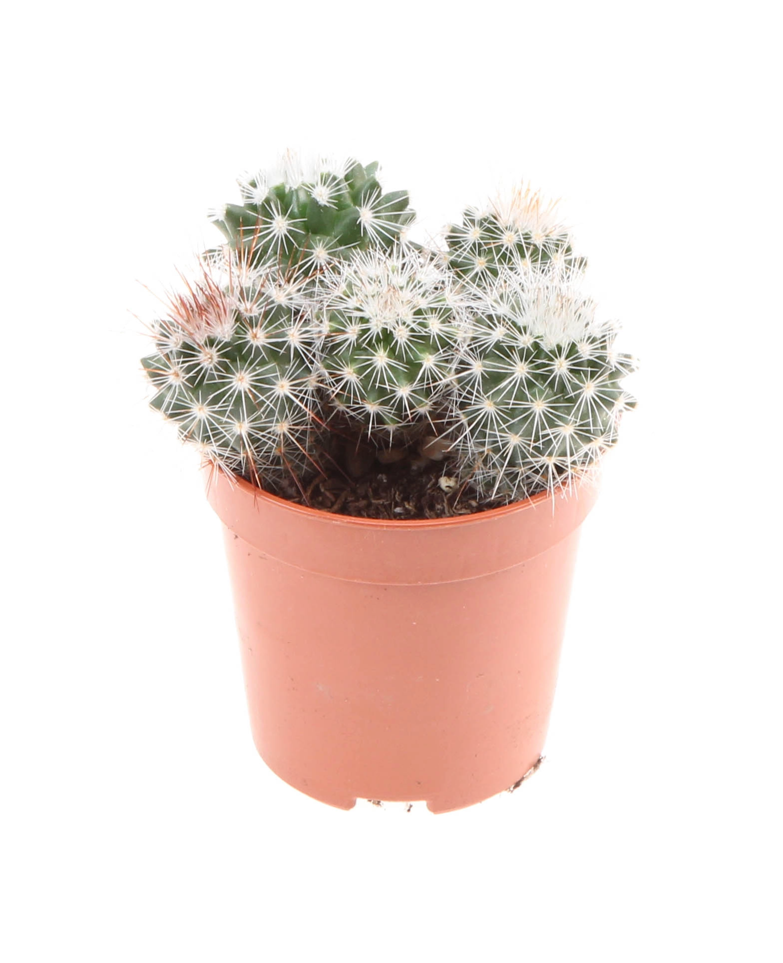 Маммиллярия колючейшая