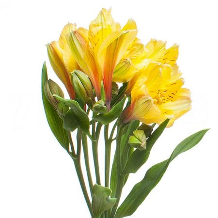 Альстромерия голд