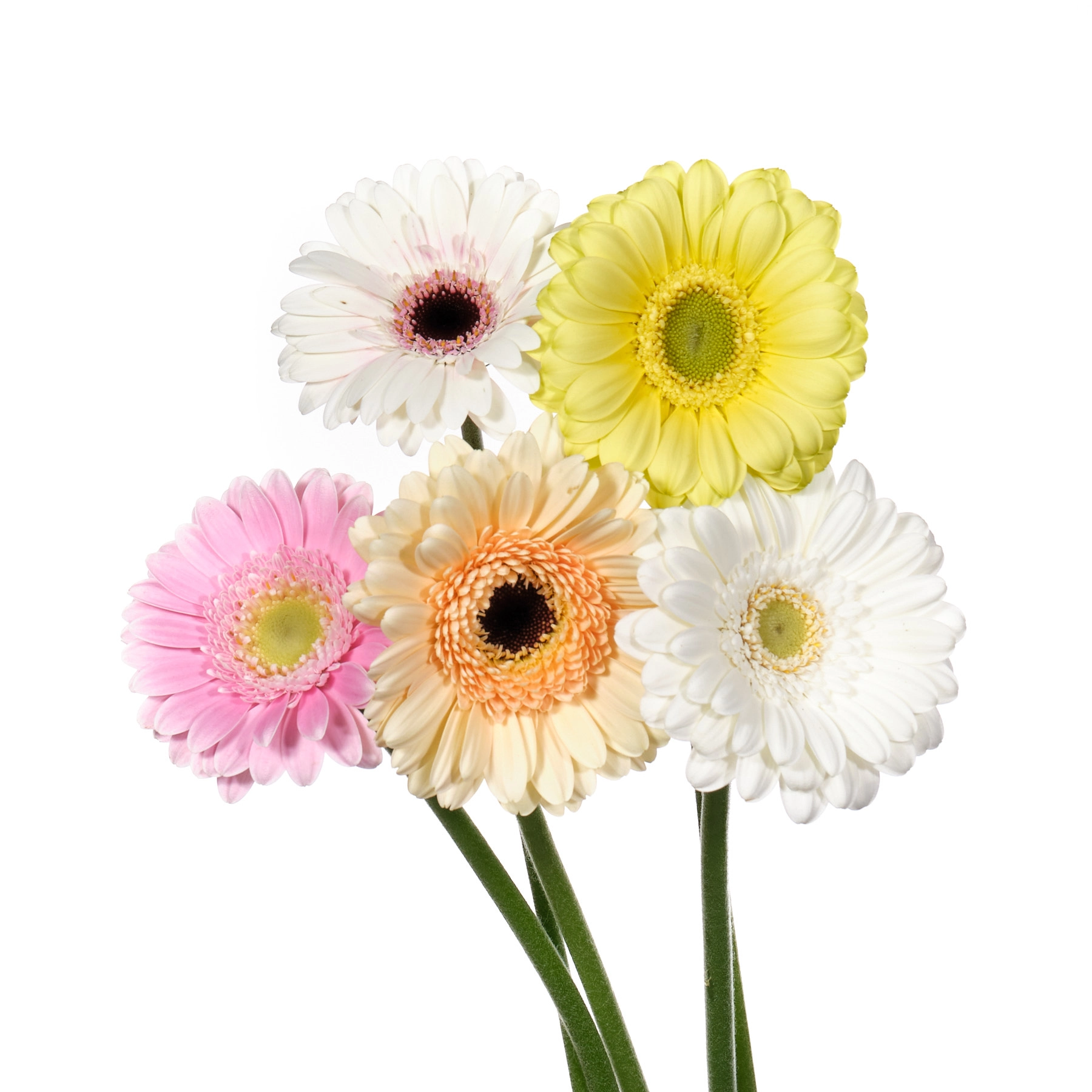 Гербера мини пастель микс