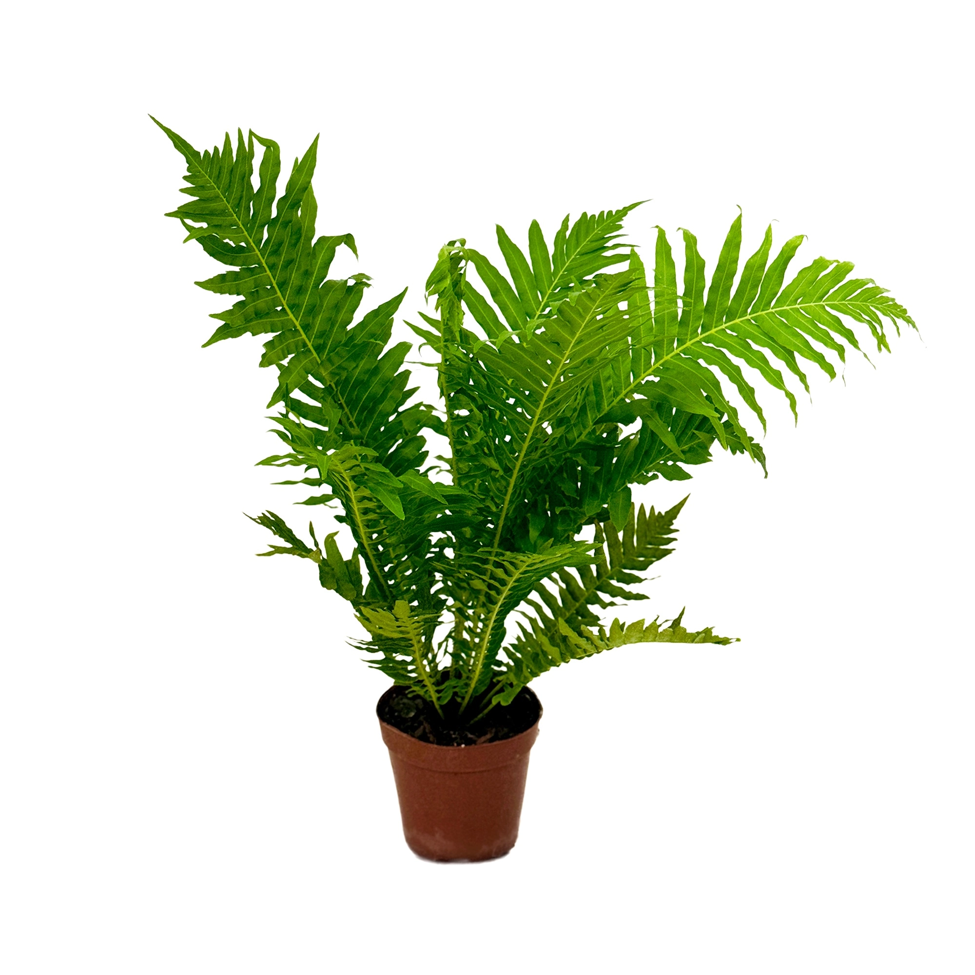 Блехнум Гиббум