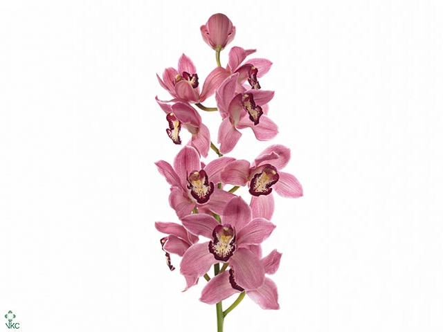 Цимбидиум пауэр