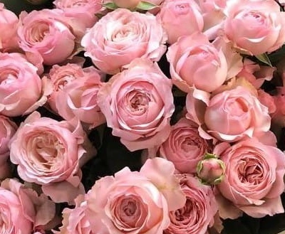 Роза тр радиант