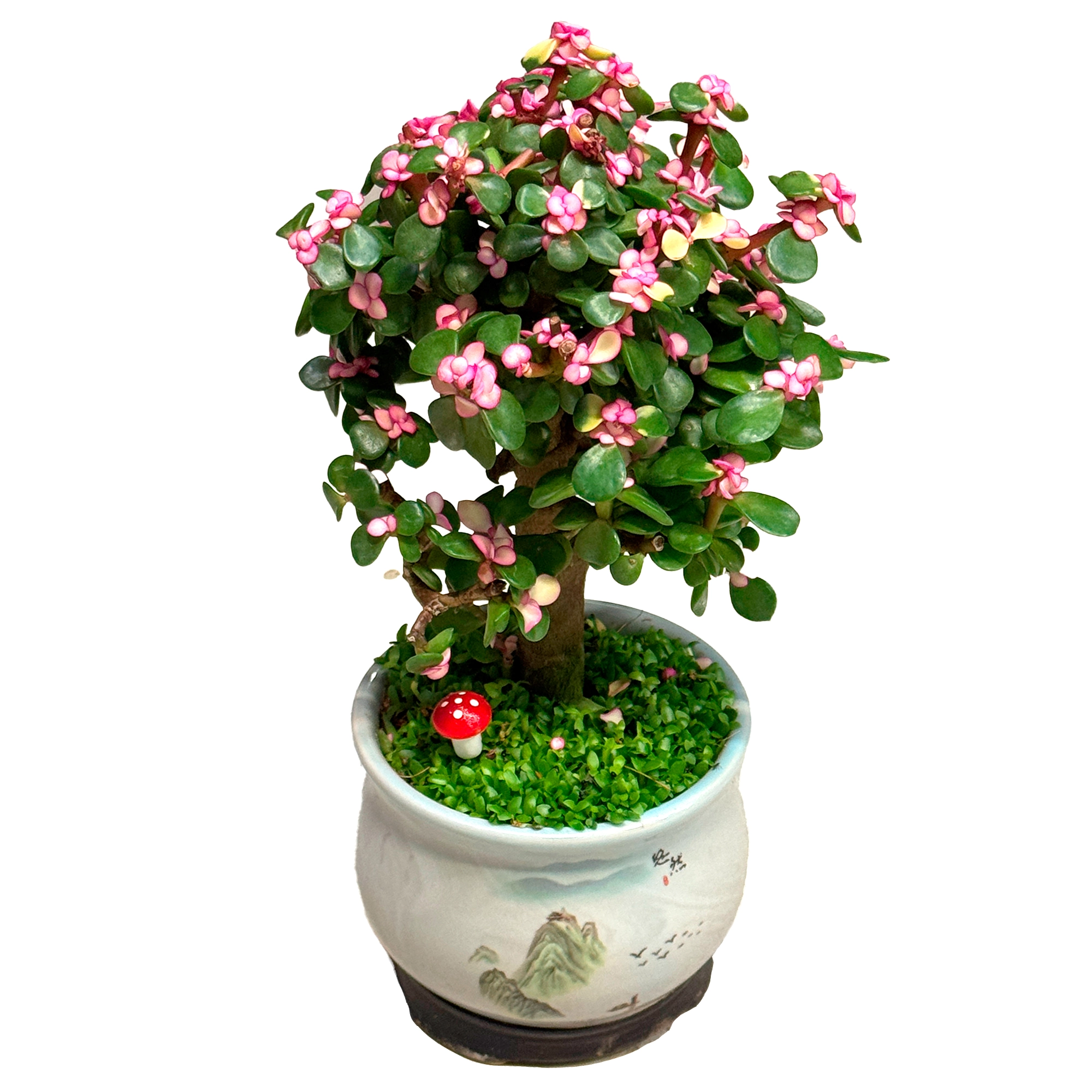 Портулакария Афра бонсай в керамике