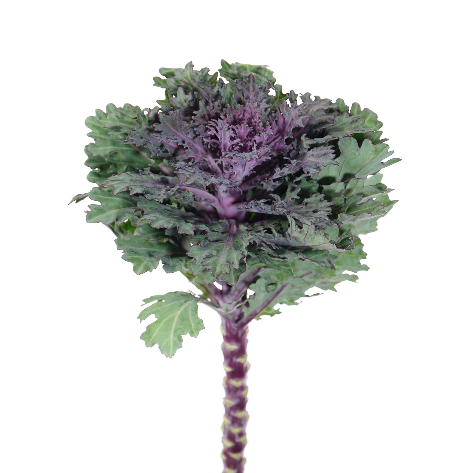 Брассика крайн квин