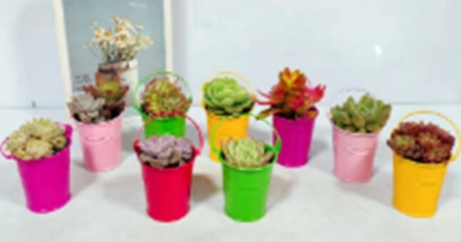 Суккулент (композиция) в цинке