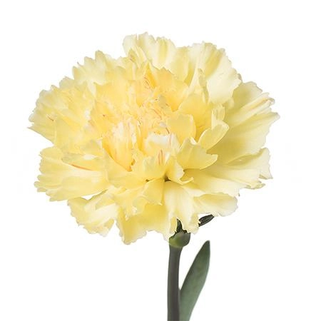 Гвоздика родэс