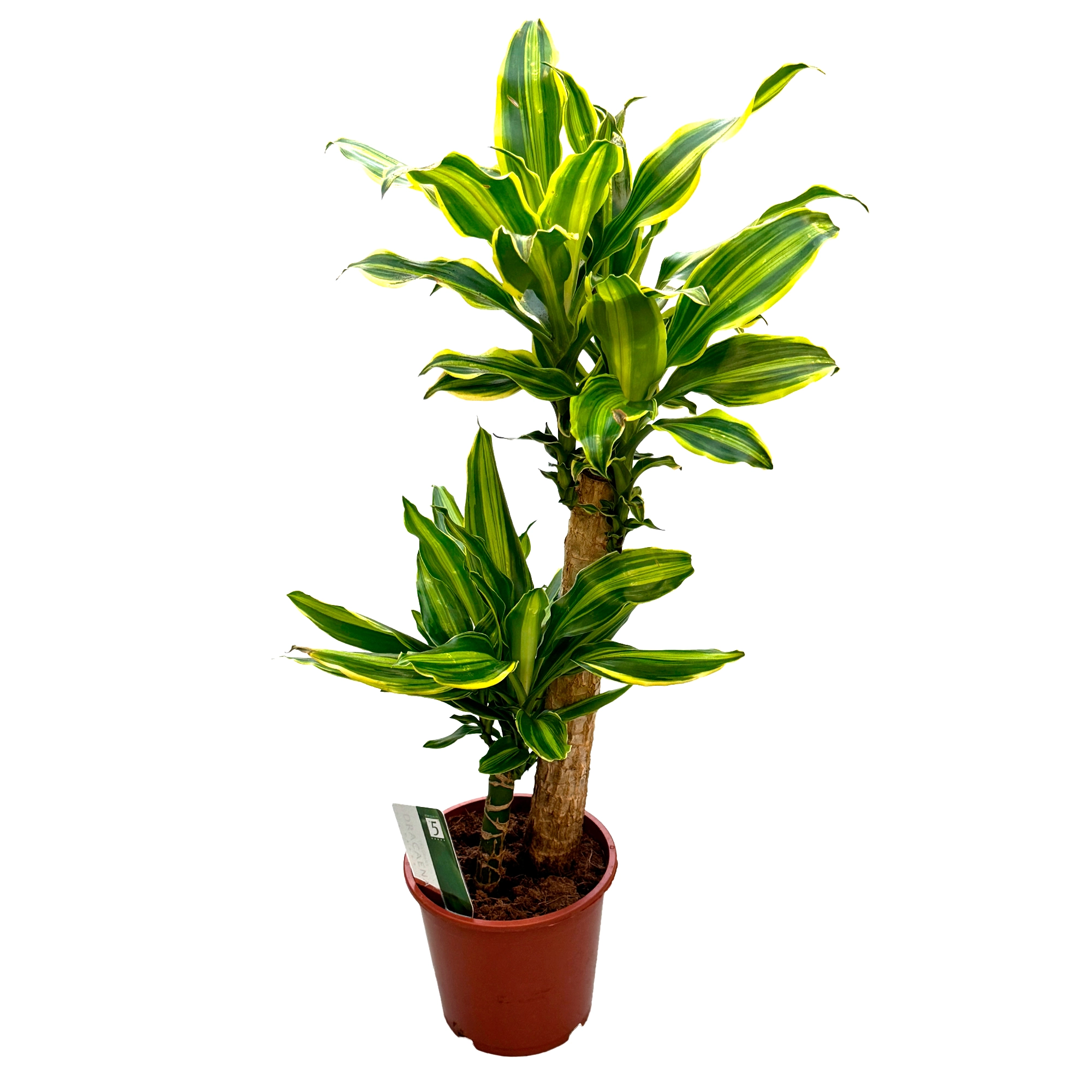 Драцена фрагранс Голден Куин 2 ст