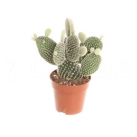 Опунция мелковолосистая