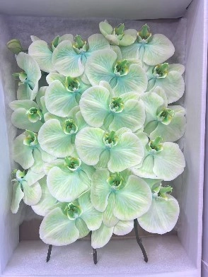 Фаленопсис мс14