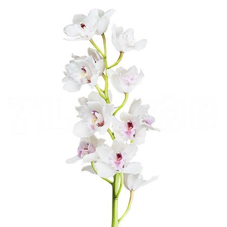 Цимбидиум дос пуэблос