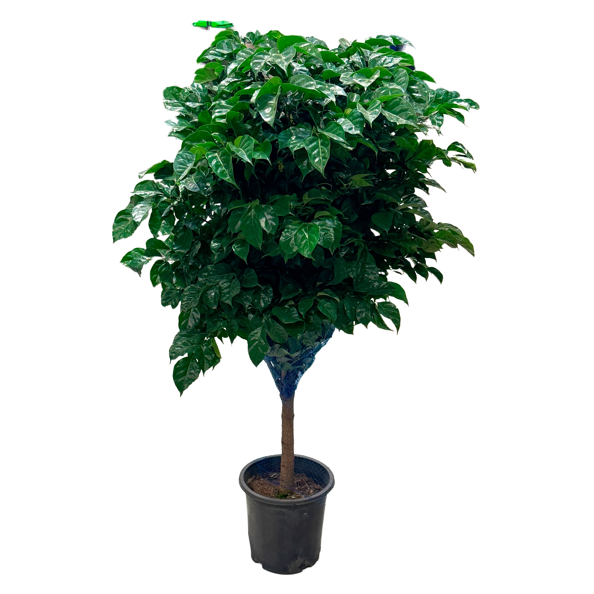 Радермахера