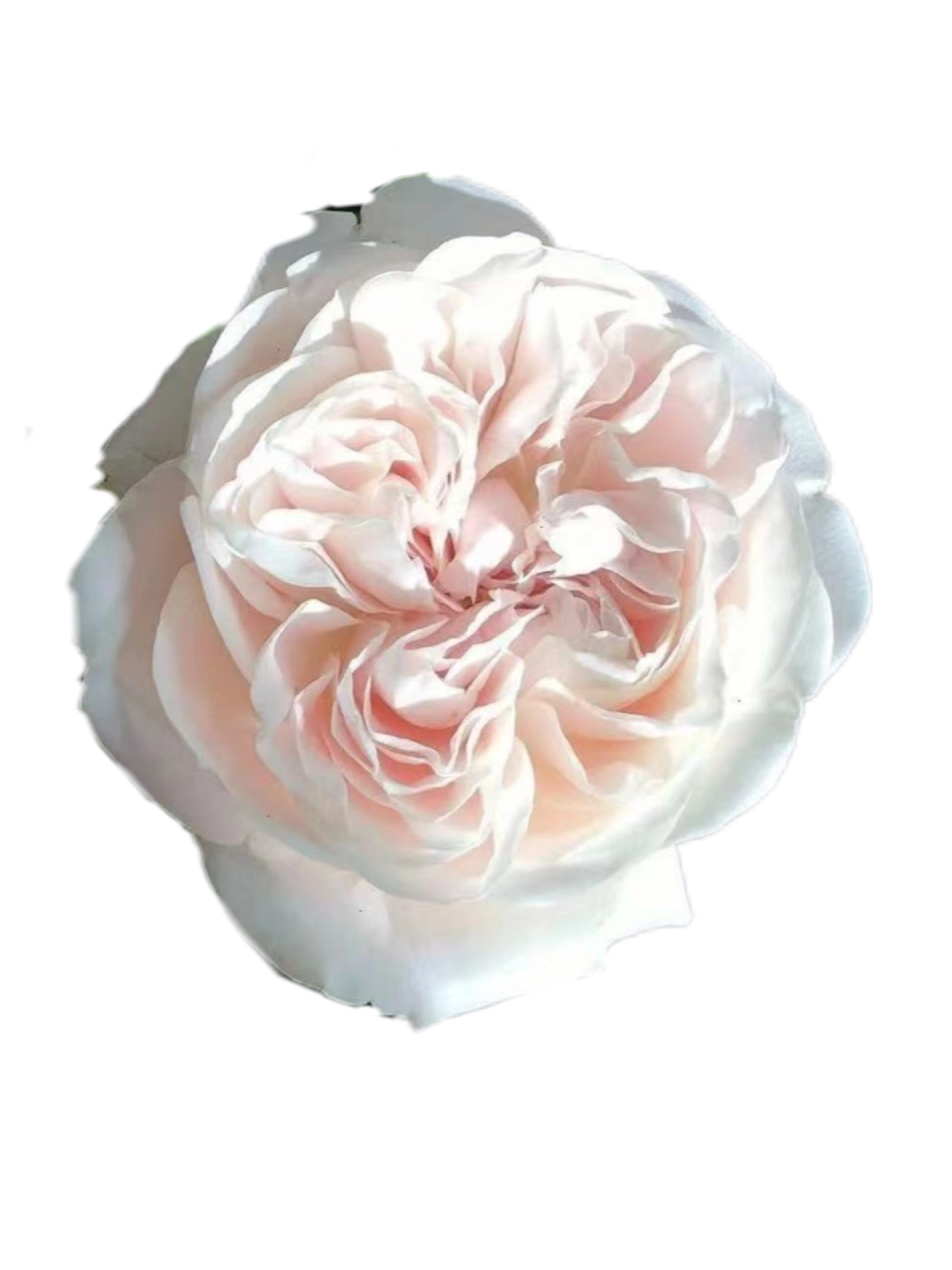 Роза однг милк ти